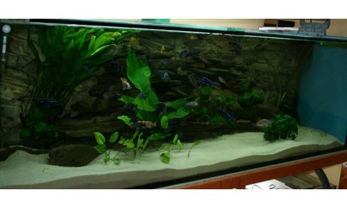 Malawi Mbuna Becken 756l
